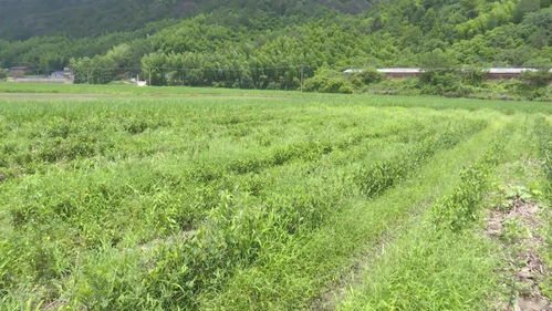 如何判断除草剂是否适合茶树