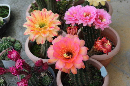 月季养护技巧分享