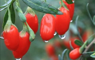 枸杞种植深度：精准深度，养根更养花