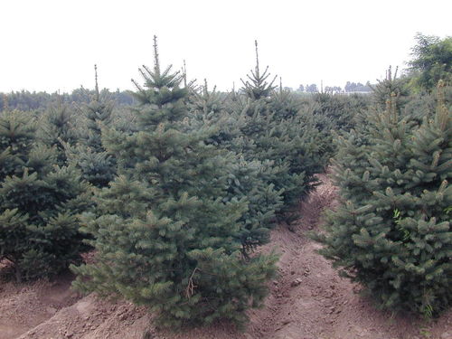 云杉花究竟是个啥植物？