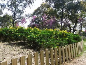 多样的花卉种类