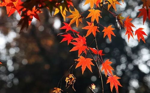 五角枫移栽的蕞佳时机