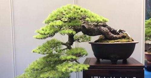 如何通过养花改善土壤碱化，有哪些有效方法