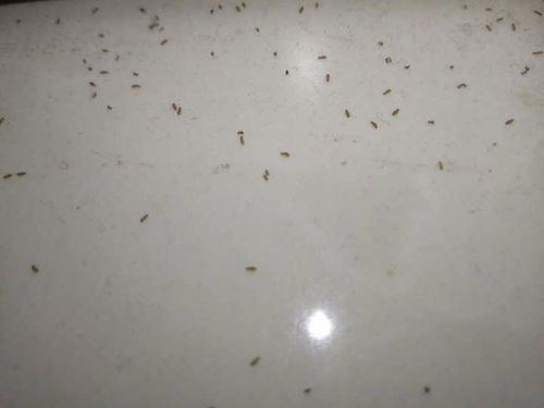 大米虫子的去除秘籍