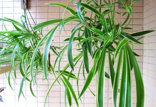 吊兰不同季节怎么施肥？如何根据季节变化调整肥料种类和用量