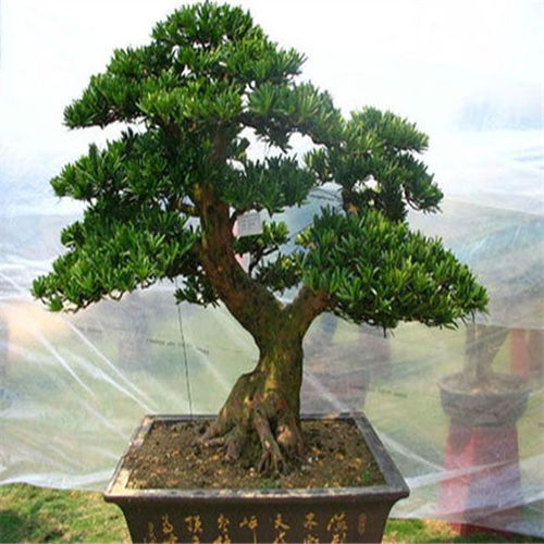 罗汉松有几个品种？能否介绍一下罗汉松的五大品种