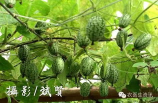 佛手瓜种植最佳时间是什么？需要掌握哪些技术要点才能提高产量
