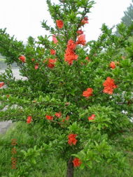 矮生花石榴， 园林里的俏佳人