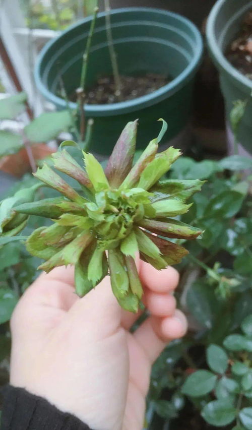 绿色月季的魅力， 你不可不知的神秘花种