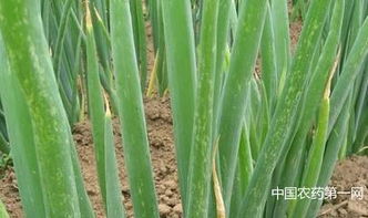 病害还是红蜘蛛？