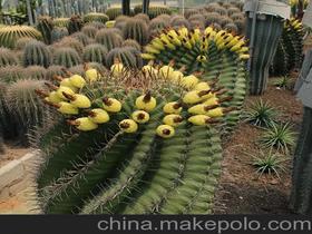 多肉植物巨鹫玉养护指南：易养好活，轻松上手！