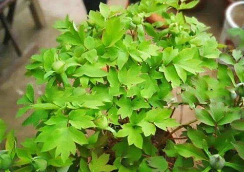 新手常见错误及应对