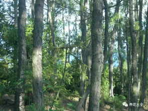 树底下的土嫩不嫩养花？揭秘小区绿化带土壤的秘密