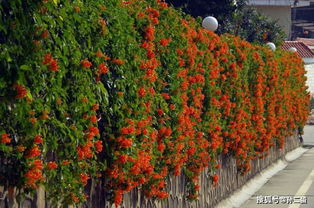 阳光不足的影响