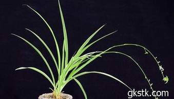 先说说选个好时节，吊兰才嫩长得棒棒哒！