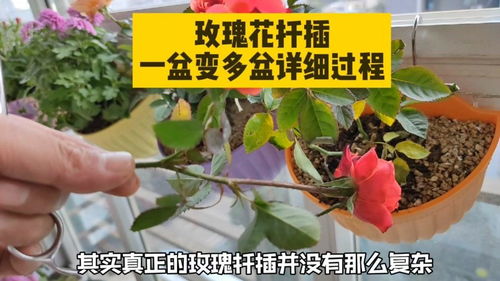 再来 扦插基质要选对