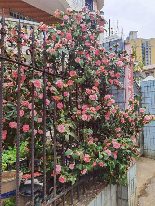 茶花品种大全：花期、香味、花型