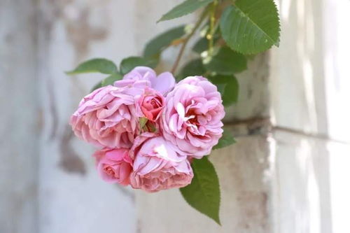 五月长安， 花墙盛开