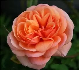 金玛丽月季的花期是多久？你知道吗？