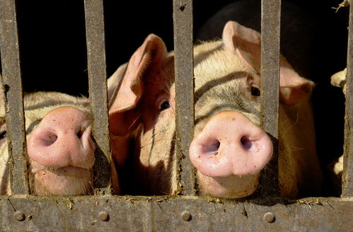 今天生猪价格具体是多少？与昨日相比有何变化？