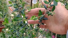 微型品种的惊喜