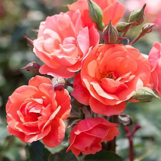 月季翻盆，何时为蕞佳时机？