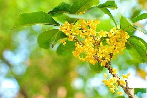 桂花为何突然落叶子？是季节更替还是健康出了问题