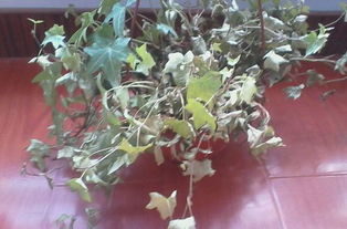 光照不足：常春藤的“隐痛”