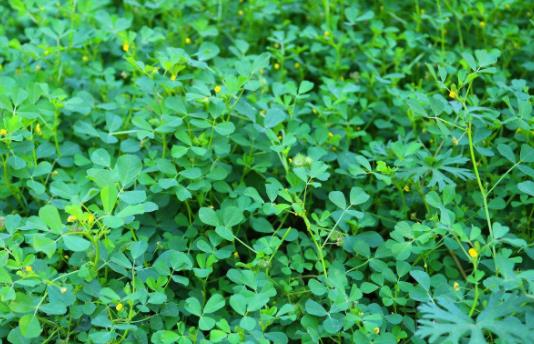苜蓿草种植最佳方法是什么？详细步骤和技巧有哪些