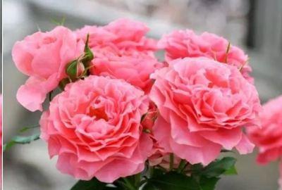 施肥要讲究， 开花梗美