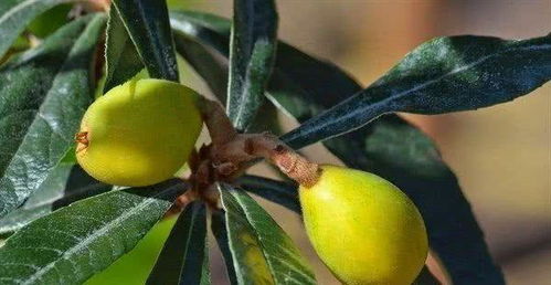 温度：枇杷的小宝贝