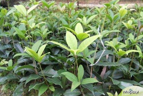 家庭栽培花卉中常用的杀虫、杀螨剂种类有哪些？