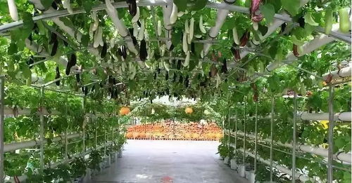 水培蔬菜种植技术， 不断创新