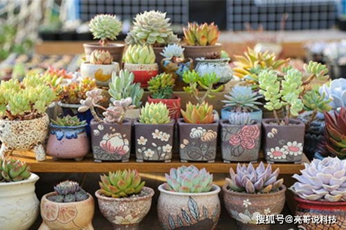 多肉植物黑腐病，你了解多少？