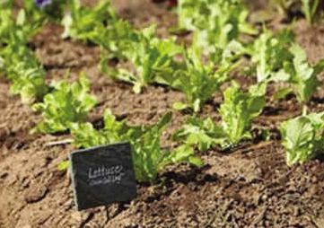 蔬菜农药残留量大的原因揭秘