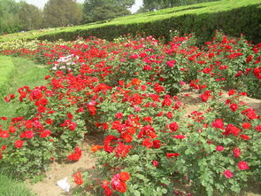 自由精神月季：优点大揭秘