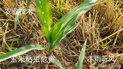 粘虫防治：药剂选得好， 玉米长得好