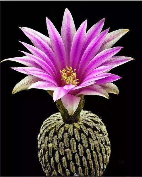 仙人掌花为何耐旱？