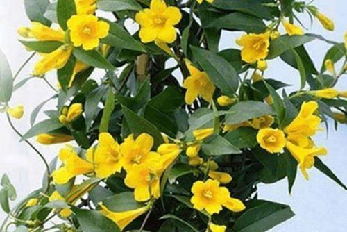 室内养茉莉香氛花？香水茉莉养护攻略！