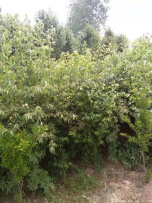 金银木种植的基础知识