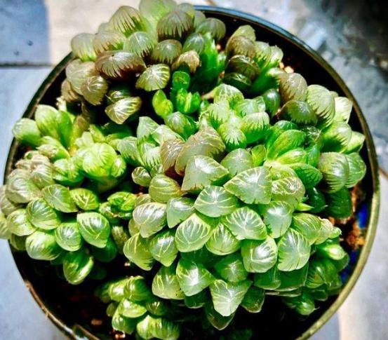 玉露叶片散开，颜色变褐，干瘪了咋整啊？