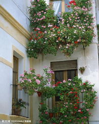 搭配花卉， 美化小路