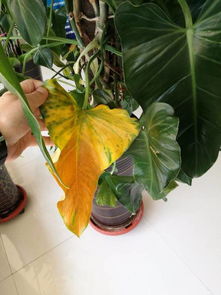 室内绿植枯叶怎么补救？如何让它们焕发生机