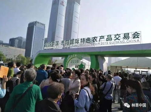 油茶基地重燃生机：大庆坪复工热潮引领茶叶市场新风尚