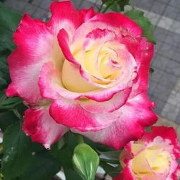 月季花香飘万里 南阳月季树引关注