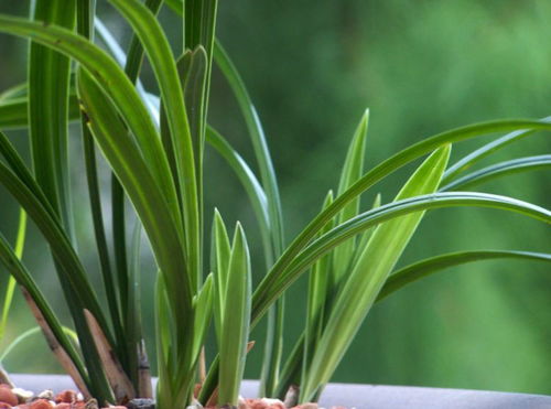 银皇后叶片长黑斑怎么办？