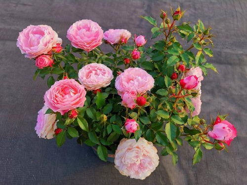 月季爆盆的关键要素：揭秘月季花开的秘密