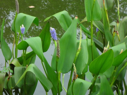 庭院烂根事件案例分析