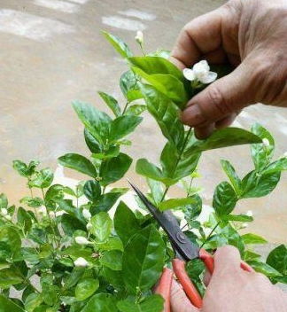 剪枝后的处理方法