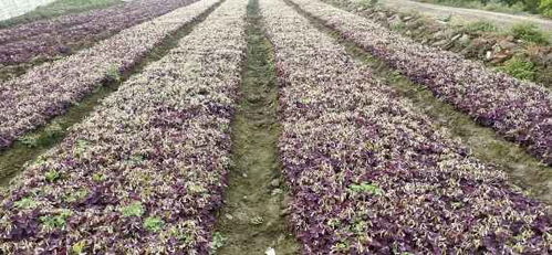 紫花、 金叶：耐寒花草的佼佼者